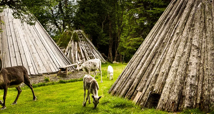 Cycling holidays in Scandinavia - elks