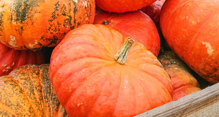 Pumpkins