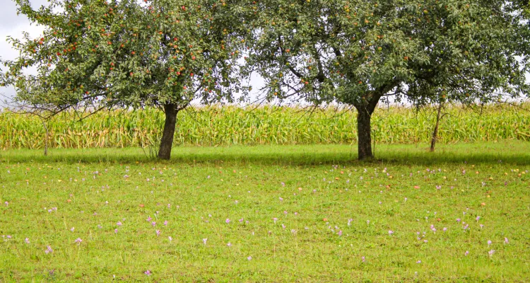 Orchard meadow with autumn crocuses