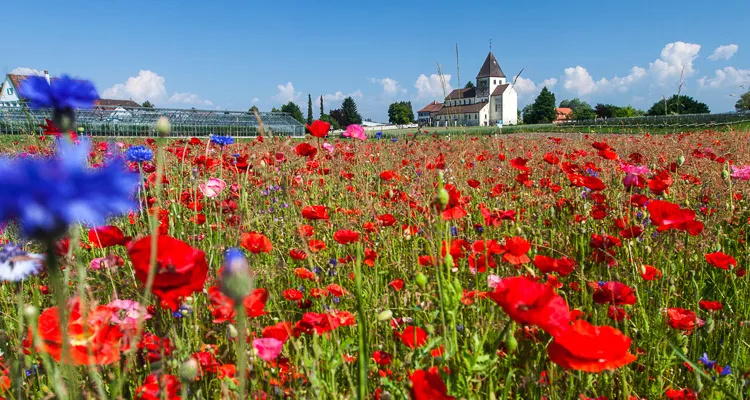 Reichenau Island