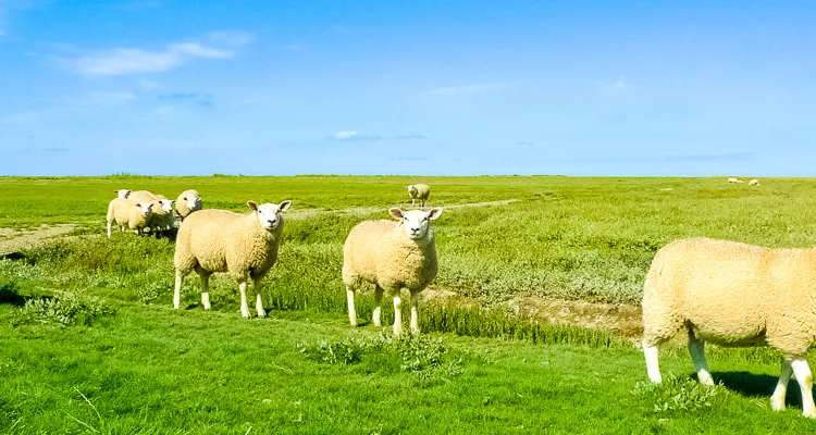 Rad Schiff Ostsee, Schafe in Dänemark
