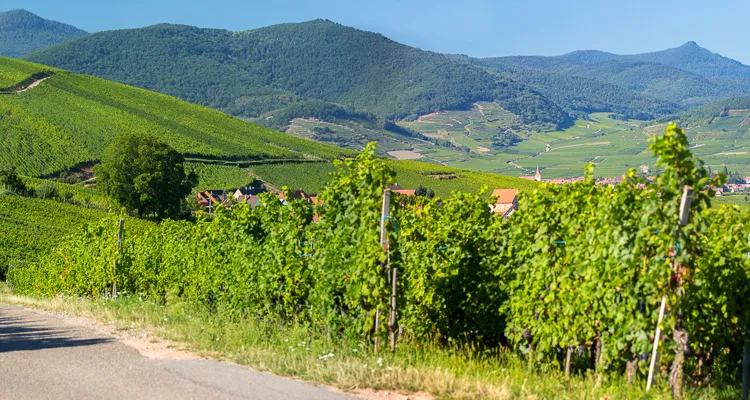 Cycling tours in Alsace