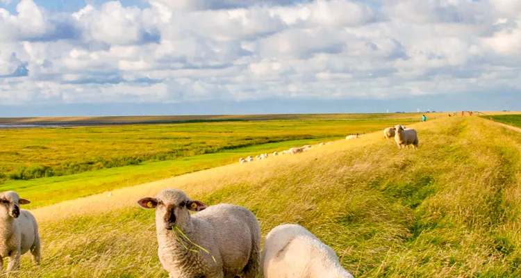 Cycle tours in East Frisia