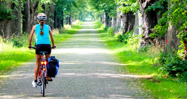 Alley in Mecklenburg-Vorpommern
