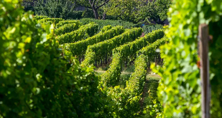 Weinbau am Mosel-Radweg