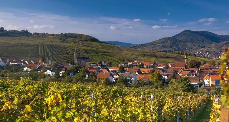Cycling holidays at the German Wine Route