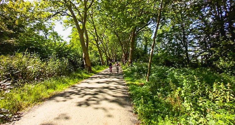 Cycle path, forest, Constance