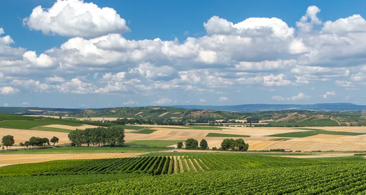 Landschaft, Rheinhessen