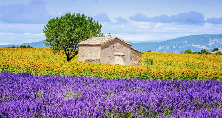 Lavender fields