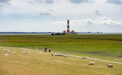 Radfahrer, Westerhever Leuchtturm, Deich, Schafe