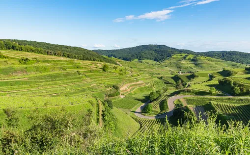 Radtour um den Kaiserstuhl