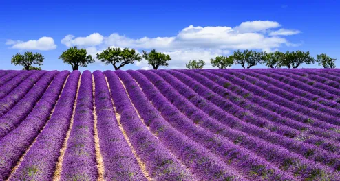 Cycling Tour Provence & Camargue