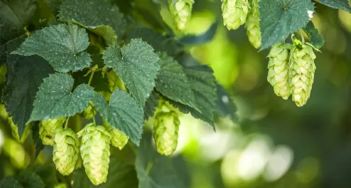 Die Hallertauer Hopfentour