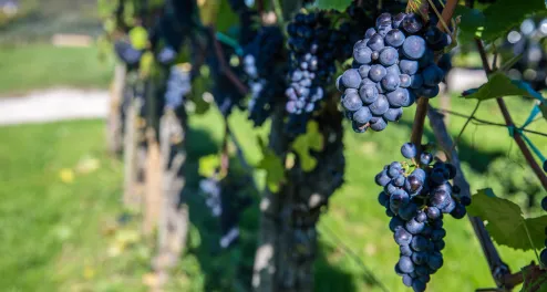 Die Mosel Winzertour