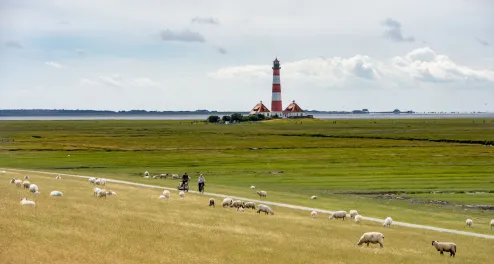 Radfahrer, Westerhever Leuchtturm, Deich, Schafe